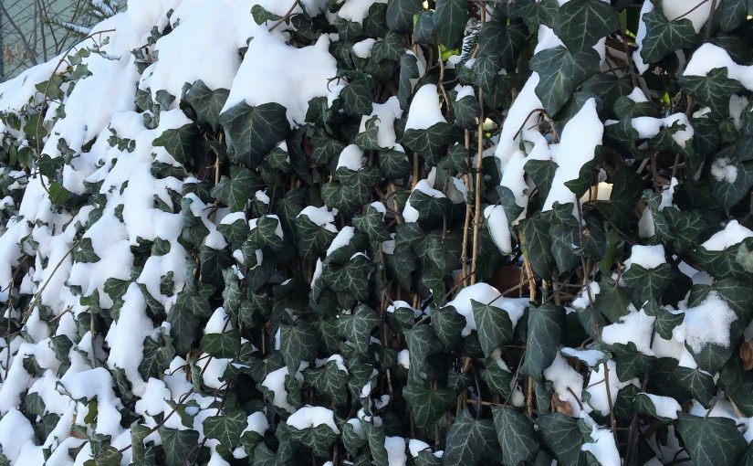 Wordless Wednesday 1/27/16