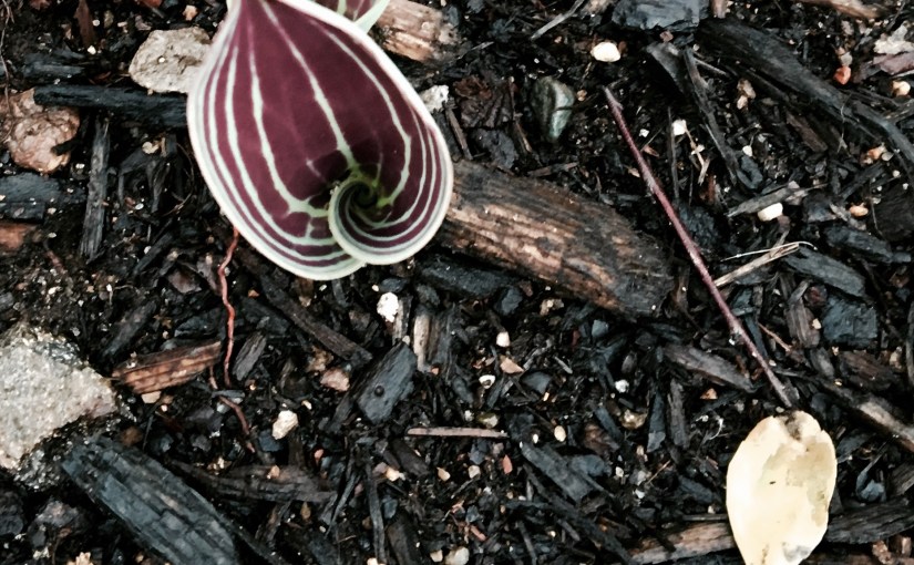 Wordless Wednesday 3/16/16